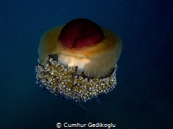 Cotylorhiza tuberculata
Fried Egg Jellyfish by Cumhur Gedikoglu 